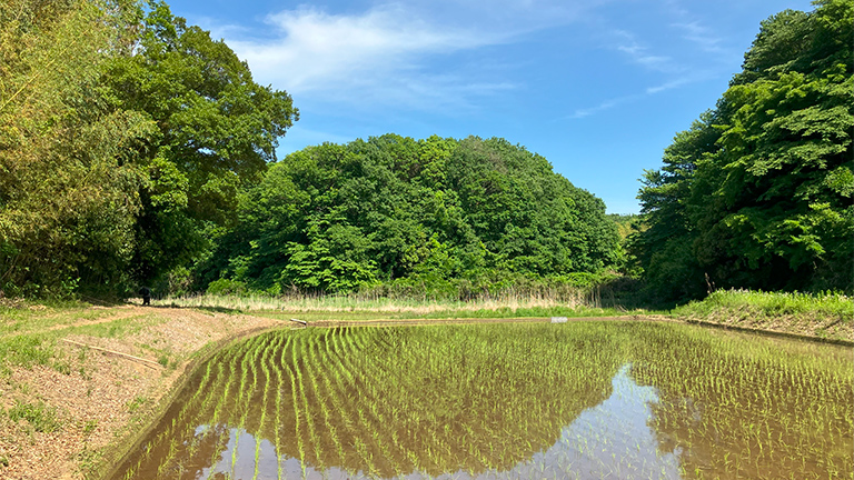 Natural environment of the Yatsuda