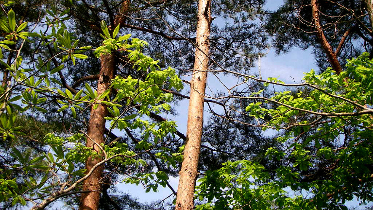 Japanese red pine to make torches with