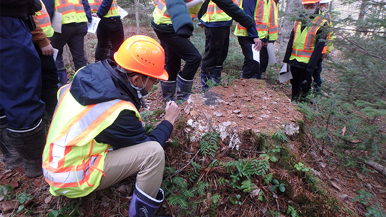 A forest observation tour