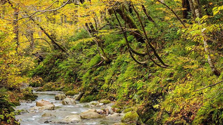Kaname Forest