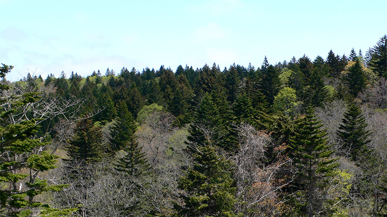 Soya Forest