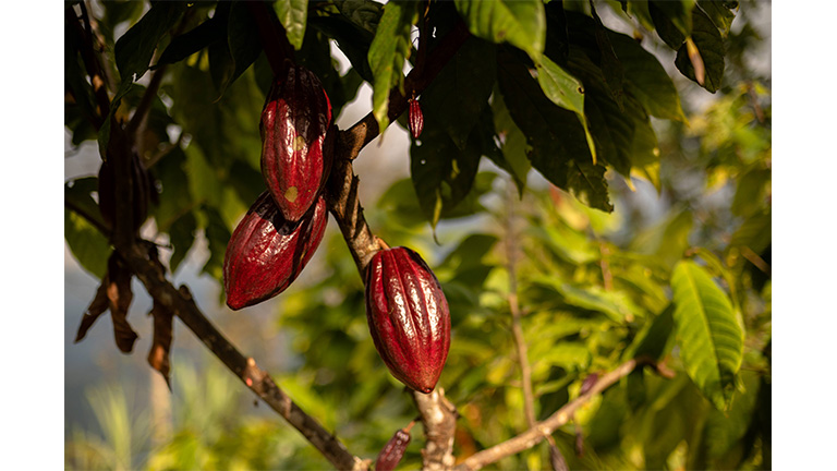 Regenerative cacao tree